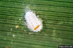 Planococcus citri 1455198 by Whitney Cranshaw, Colorado State University, United States. Used under a CC BY 3.0 license.