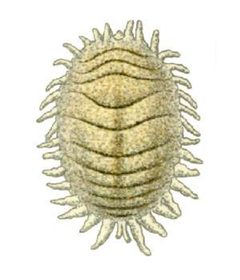 Planococcus citri from CSIRO by Unknown authorUnknown author. Used under a Public domain license.