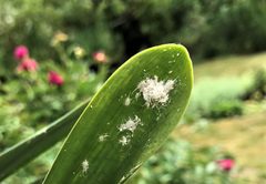 Citrus mealybug Planococcus citrus on Clivia miniata 02 by Sinikka Halme. Used under a CC BY-SA 4.0 license.