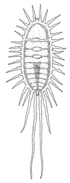 HEMI Pseudococcidae Pseudococcus longispinus by Desmond W. Helmore
. Used under a CC BY 4.0 license.