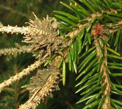 Adelges abietis. galls by Beatriz Moisset. Used under a CC BY-SA 4.0 license.