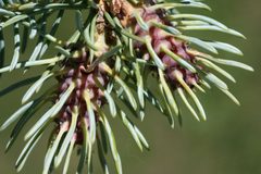 Adelges cooleyi 5422254 by Whitney Cranshaw, Colorado State University. Used under a CC BY 3.0 us license.