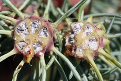 Adelges cooleyi 5422255 by Whitney Cranshaw, Colorado State University. Used under a CC BY 3.0 us license.