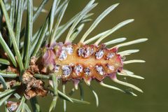 Adelges cooleyi 5422256 by Whitney Cranshaw, Colorado State University. Used under a CC BY 3.0 us license.