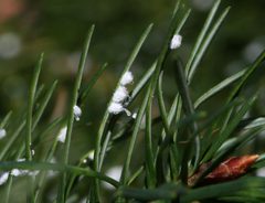 Adelges cooleyi on Douglas Fir - Flickr - S. Rae by S. Rae from Scotland, UK. Used under a CC BY 2.0 license.
