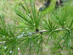 Adelges laricis sur Larix decidua by Jean.claude. Used under a CC BY-SA 4.0 license.