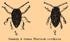 Brockhaus and Efron Encyclopedic Dictionary b73 159-2 by painter from Brockhaus and Efron Encyclopedic Dictionary. Used under a Public domain license.