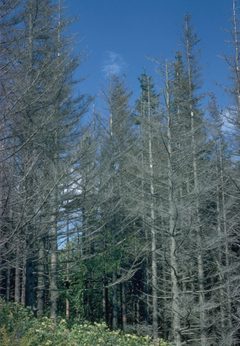 Adelges piceae 1510050 by USDA Forest Service - Region 8 Archive, USDA Forest Service. Used under a CC BY 3.0 us license.