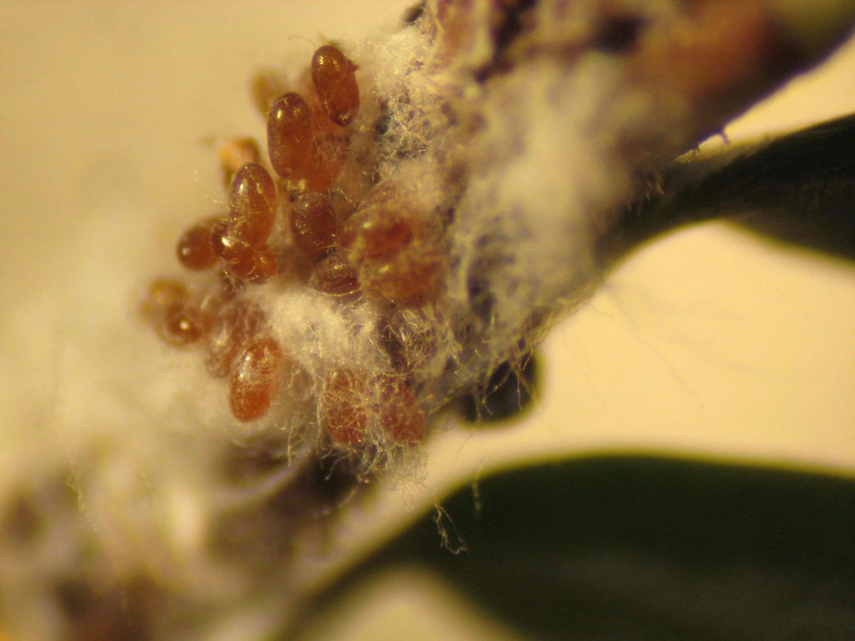 Hamlok Insect Adelges tsugae (Hemlock Woolly Adelgid): Identification, Facts, and ...