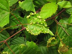 Daktulosphaira vitifoliae by Beatriz Moisset. Used under a CC BY-SA 4.0 license.
