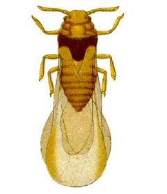 Daktulosphaira vitifoliae from CSIRO by Unknown authorUnknown author. Used under a Public domain license.