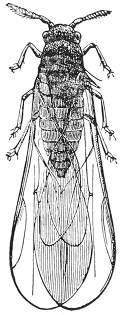 Phylloxera vastatrix illustration by Richard Hertwig. Used under a Public domain license.