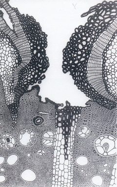 Reblaus Wurzeleinstich in Vitis vinifera by Abesadze, Makarevskaja und Zchakaja, Georgien 1930. Used under a GFDL 1.2 license.