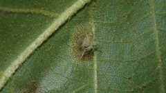 Phylloxera caryaefoliae 205532814 by Nathan Jones. Used under a CC BY 4.0 license.