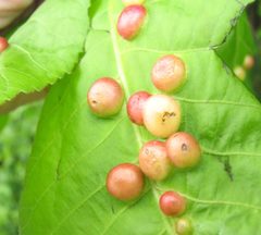 Phylloxera. Carya ovata. Closeup by Beatriz Moisset. Used under a CC BY-SA 4.0 license.