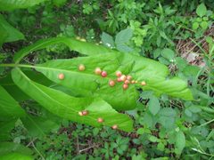 Phylloxera. Carya ovata. Leaf by Beatriz Moisset. Used under a CC BY-SA 4.0 license.