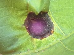 Phylloxera caryaeglobuli 214665218 by Lynn Harper. Used under a CC0 license.