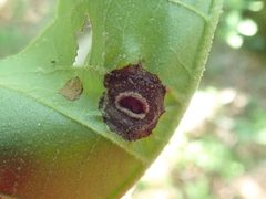 Phylloxera caryaeglobuli 214665359 by Lynn Harper. Used under a CC0 license.