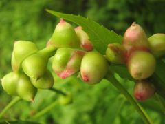 Phylloxera galls by Beatriz Moisset. Used under a CC BY-SA 4.0 license.