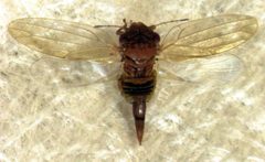 Ctenarytaina longicauda by S.E. Thorpe. Used under a Public domain license.