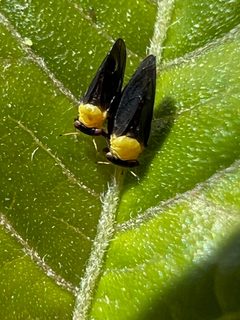 Calophya nigripennis - inat 277102726 by {{{name}}}. Used under a CC BY 4.0 license.