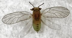 Calophya schini 2 by S.E. Thorpe. Used under a Public domain license.