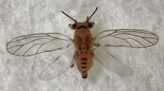 Calophya schini 3 by S.E. Thorpe. Used under a Public domain license.