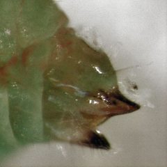 Calophya schini 4 by S.E. Thorpe. Used under a Public domain license.