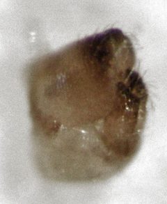Calophya schini 5 by S.E. Thorpe. Used under a Public domain license.
