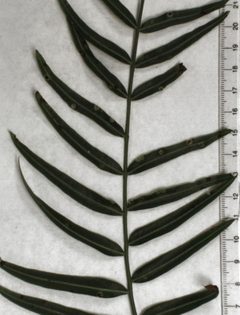 Calophya schini 6 by S.E. Thorpe. Used under a Public domain license.