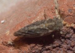 Pachypsylla P1140116b by 
xpda. Used under a CC BY-SA 4.0 license.