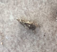 Hackberry Blister Gall Psyllid by Memer15151. Used under a CC BY-SA 4.0 license.