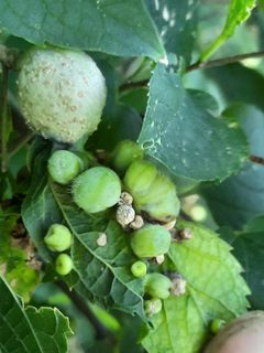 Hackberry Petiole Gall by iNaturalist user: peakaytea. Used under a CC0 license.