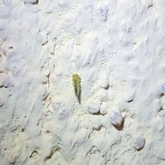 Heteropsylla texana by Elliott Gordon. Used under a CC BY 4.0 license.