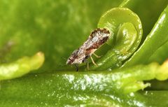 Asian Citrus Psyllid adult by David Hall. Used under a Public domain license.