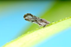 Asian citrus psyllid D. citri adult by Florida Department of Agriculture. Used under a Public domain license.