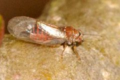 Cacopsylla.peregrina.-.lindsey by James K. Lindsey. Used under a CC BY-SA 3.0 license.