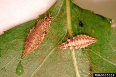 Chrysopa sp. larva by Bradley Higbee. Used under a CC BY 3.0 us license.