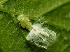 Hornbeam Psyllid Nymph - Flickr - treegrow by Katja Schulz from Washington, D. C., USA. Used under a CC BY 2.0 license.