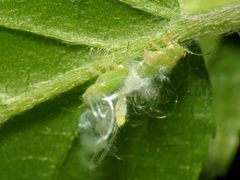 Hornbeam Psyllid Nymphs - Flickr - treegrow by Katja Schulz from Washington, D. C., USA. Used under a CC BY 2.0 license.