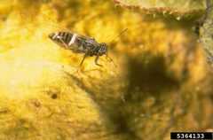 Potato psyllid by Whitney Cranshaw, Colorado State University, Bugwood.org. Used under a CC BY 3.0 us license.