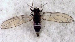 Trioza adventicia by S.E. Thorpe. Used under a Public domain license.