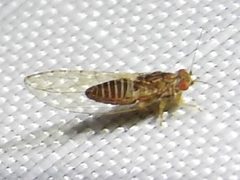 Trioza magnoliae by Sam Kieschnick. Used under a CC BY 4.0 license.