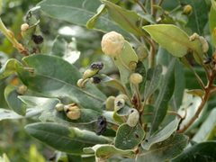 Trioza magnoliae galls by iNaturalist user: mfeaver. Used under a CC BY 4.0 license.