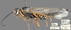 Syntexis libocedrii by Katja Seltmann. Used under a CC0 license.