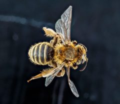 Andrena accepta by USGS Native Bee Inventory and Monitoring Laboratory. Used under a Public domain license.