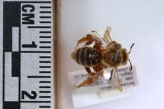 Andrena accepta FSCA 01 by Florida State Collection of Arthropods. Used under a CC0 license.