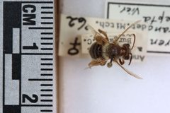 Andrena accepta FSCA 02 by Florida State Collection of Arthropods. Used under a CC0 license.