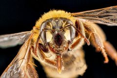 Andrena accepta face by USGS Native Bee Inventory and Monitoring Laboratory. Used under a Public domain license.