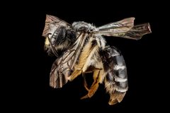 Andrena aliciae f by USGS Native Bee Inventory and Monitoring Laboratory. Used under a Public domain license.